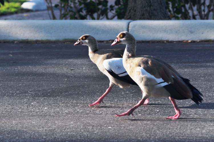 pair of Egyptian geese